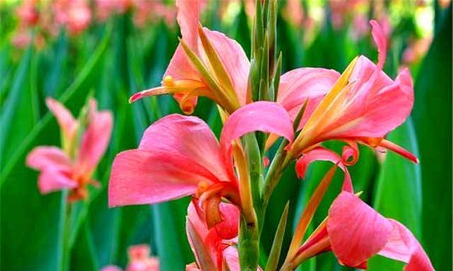 美人蕉的传说与花语（揭秘美人蕉的神秘背后）