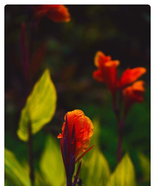 美人蕉的传说与花语（揭秘美人蕉的神秘背后）