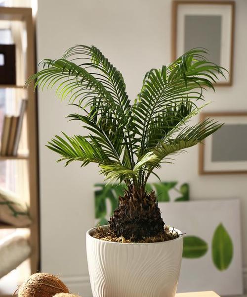 富贵椰子的风水寓意是什么？如何正确摆放以增强风水效果？