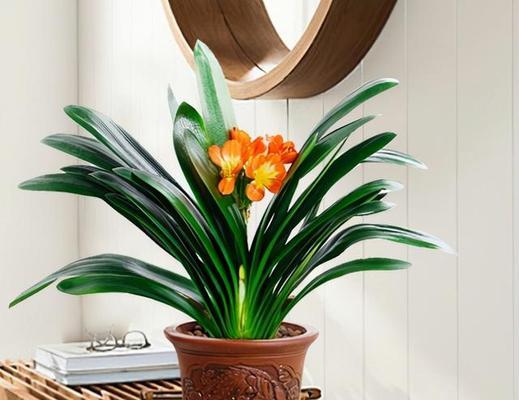 富贵椰子的风水寓意是什么？如何正确摆放以增强风水效果？