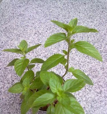 薄荷开花的寓意与意义（薄荷花的美丽与象征意义）