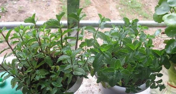 薄荷开花的寓意与意义（薄荷花的美丽与象征意义）