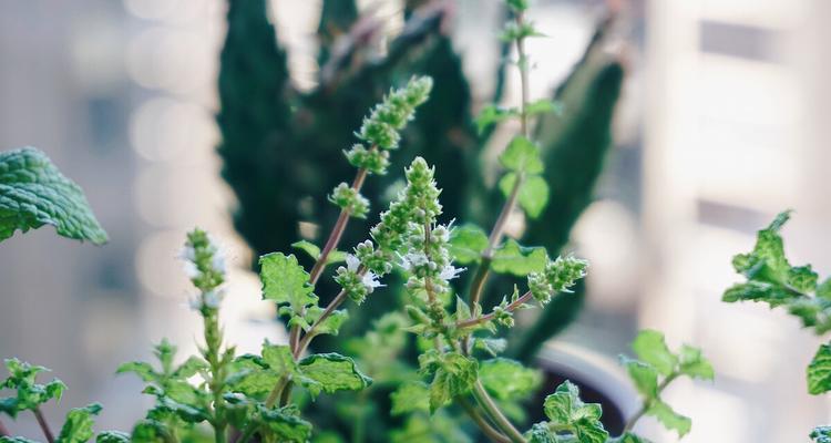 薄荷开花的寓意与意义（薄荷花的美丽与象征意义）