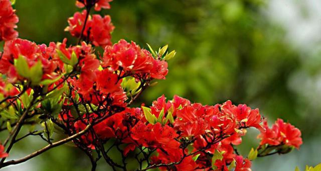 杜鹃花的花语及其象征意义（揭示杜鹃花传递的深刻寓意）