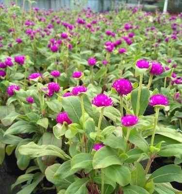 千日红花期是什么时候？如何延长花期？