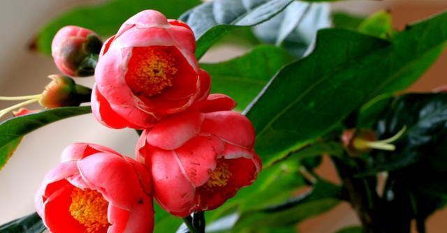 海棠花有香味吗？香味是什么味道的？