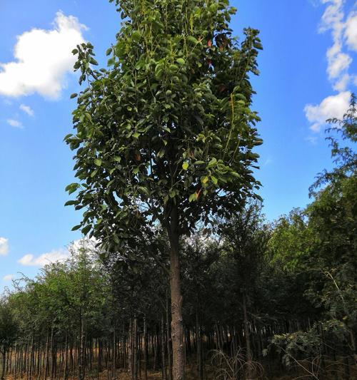 全冠树（探究全冠树的定义）