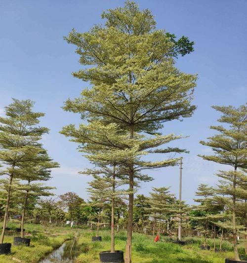 全冠树（探究全冠树的定义）