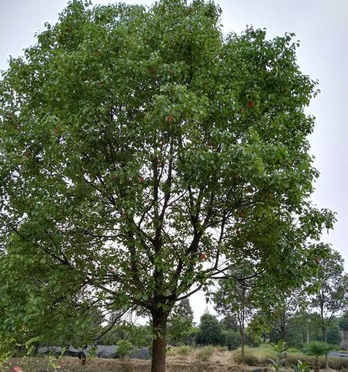 全冠树（探究全冠树的定义）