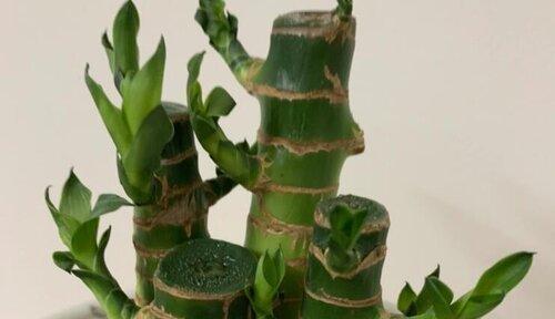 土培富贵竹叶尖干枯了怎么办？如何快速恢复？