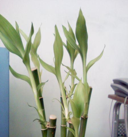 土培富贵竹叶尖干枯了怎么办？如何快速恢复？