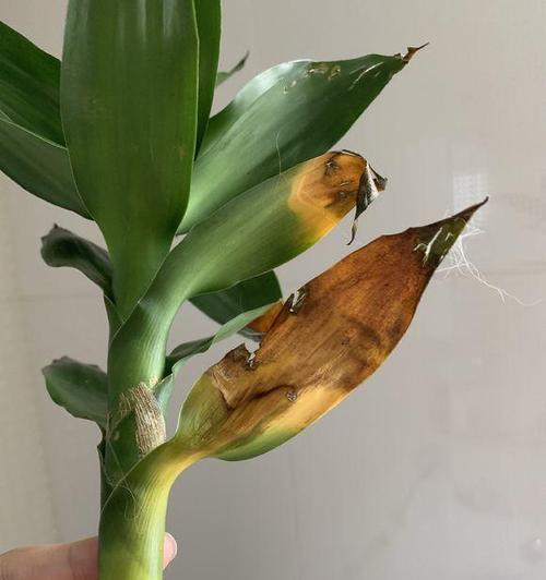 土培富贵竹叶尖干枯了怎么办？如何快速恢复？