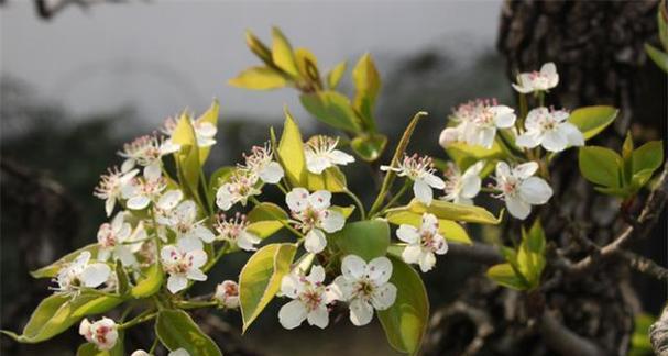 梨花通常在几月份开花？开花期持续多久？