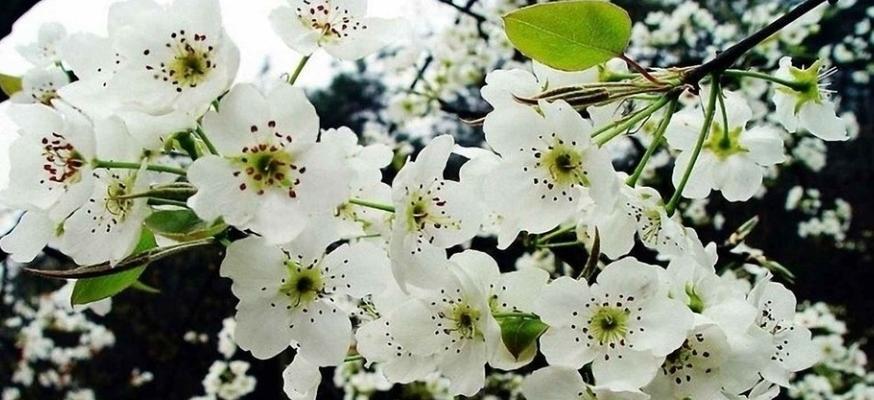 梨花通常在几月份开花？开花期持续多久？