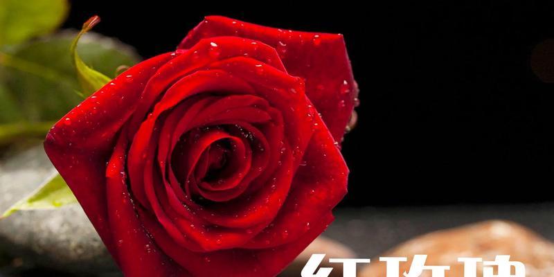 花语大揭秘（探寻花海背后的深情意蕴）