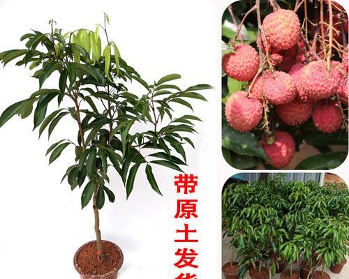 荔枝盆栽能结果吗？如何正确养护以确保结果？