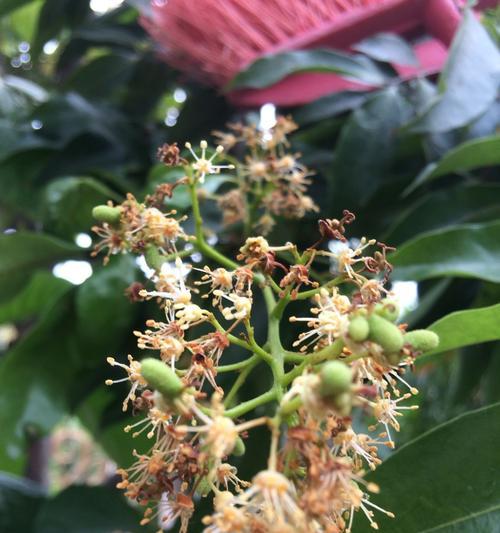 荔枝盆栽能结果吗？如何正确养护以确保结果？