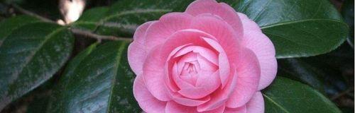 花开原谅,心生宽恕(以花为媒) 花开原谅,心生宽恕(以花为媒)