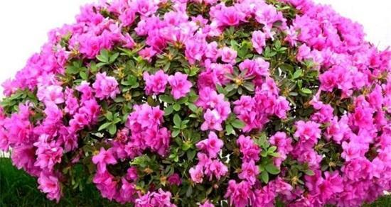 春之花（一场关于春天花朵的艳丽狂欢）