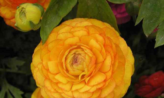 春之花（一场关于春天花朵的艳丽狂欢）