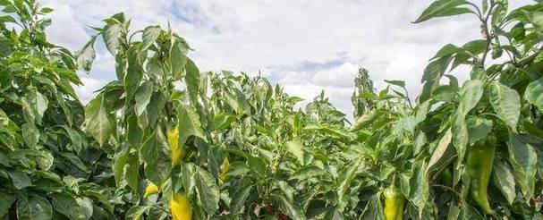 辣椒栽种方法有哪些？需要注意哪些事项？