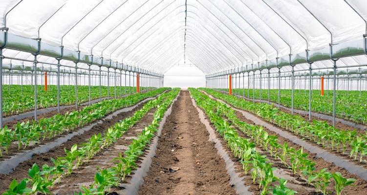 辣椒栽种方法有哪些？需要注意哪些事项？