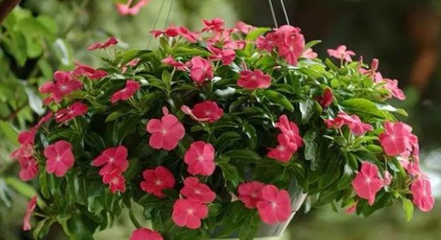 春之花（一场关于春天花朵的艳丽狂欢）