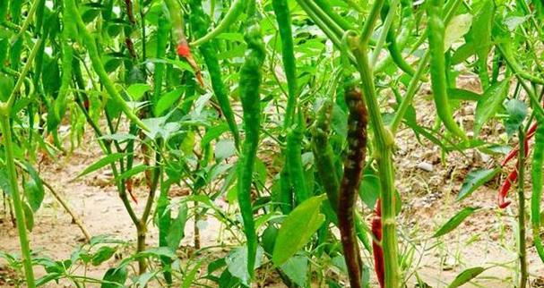 辣椒栽种方法有哪些？需要注意哪些事项？
