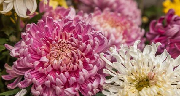 菊花的象征意义（传承千年的文化符号与美学审美）