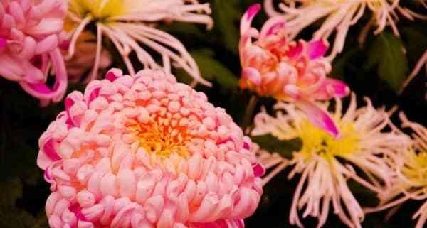 菊花的象征意义（传承千年的文化符号与美学审美）