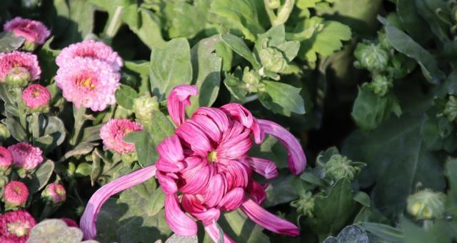 菊花的象征意义（传承千年的文化符号与美学审美）