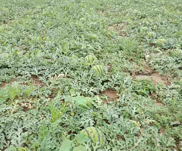 露天西瓜几月份种植最合适?如何确保高产? 露天西瓜几月份种植最合适?如何确保高产?