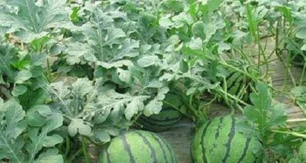 露天西瓜几月份种植最合适?如何确保高产? 露天西瓜几月份种植最合适?如何确保高产?