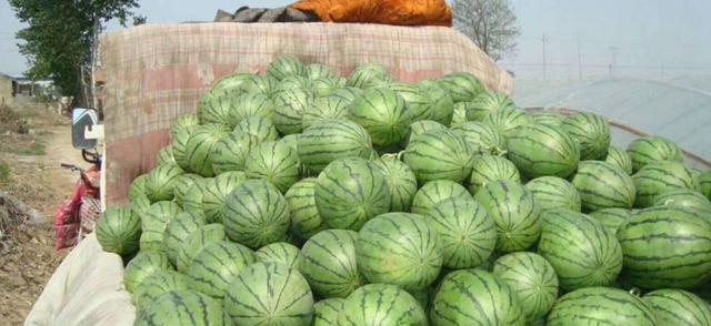 露天西瓜几月份种植最合适?如何确保高产? 露天西瓜几月份种植最合适?如何确保高产?