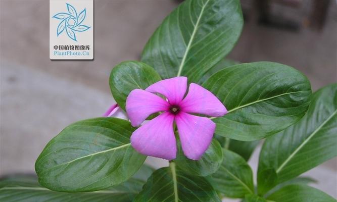 长春花泡水喝安全吗？有哪些注意事项？