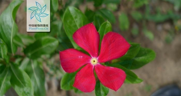 长春花泡水喝安全吗？有哪些注意事项？