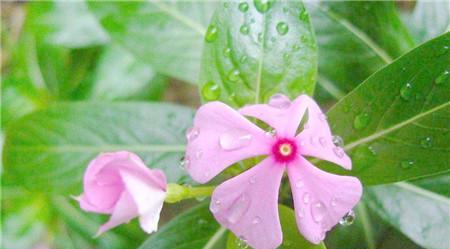 长春花泡水喝安全吗？有哪些注意事项？