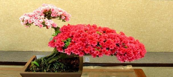 杜鹃花夏季怎么养家庭养法？需要注意哪些常见问题？