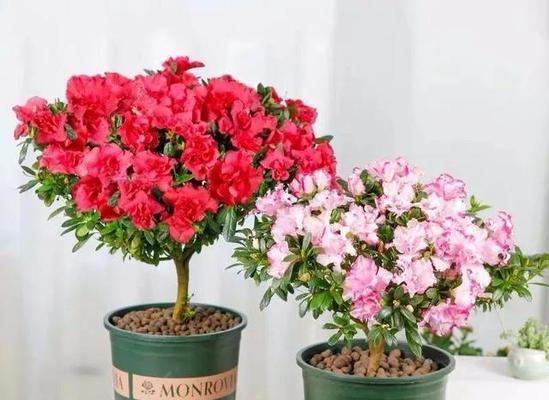 杜鹃花夏季怎么养家庭养法？需要注意哪些常见问题？