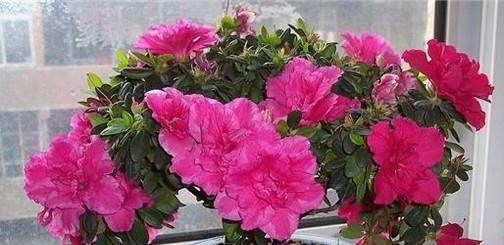 杜鹃花夏季怎么养家庭养法？需要注意哪些常见问题？