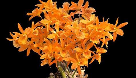 以百合花为花语的平安归来（呼唤着吉祥）