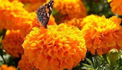 以百合花为花语的平安归来（呼唤着吉祥）