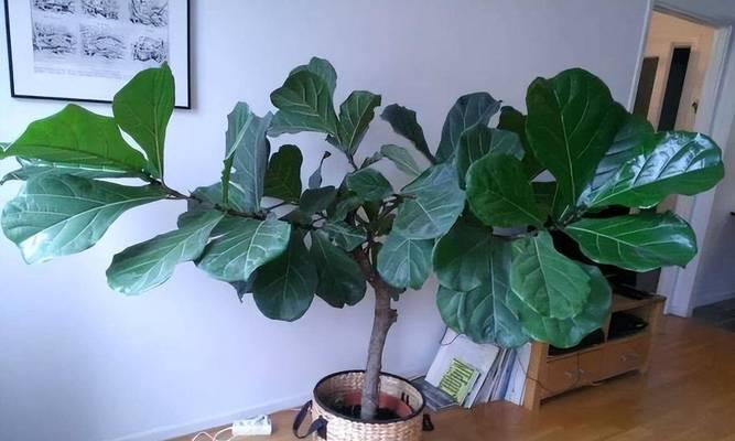 黑金刚橡皮树的寓意与启示（深入探索黑金刚橡皮树）