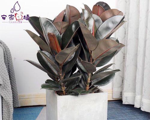 黑金刚橡皮树的寓意与启示（深入探索黑金刚橡皮树）