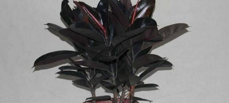 黑金刚橡皮树的寓意与启示（深入探索黑金刚橡皮树）