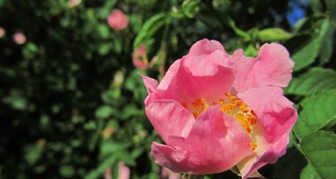 玫瑰花是哪个市的市花？哪个城市以玫瑰为市花？