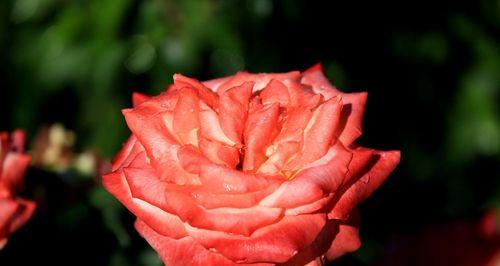 玫瑰花是哪个市的市花？哪个城市以玫瑰为市花？