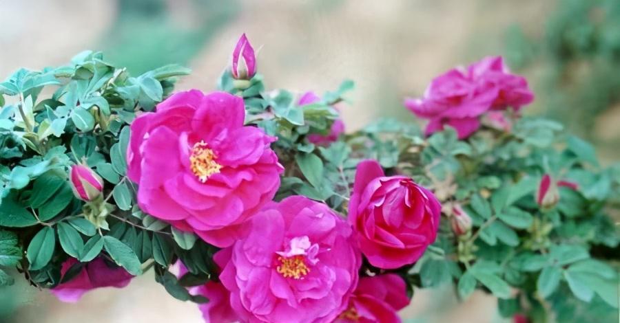 玫瑰花是哪个市的市花？哪个城市以玫瑰为市花？