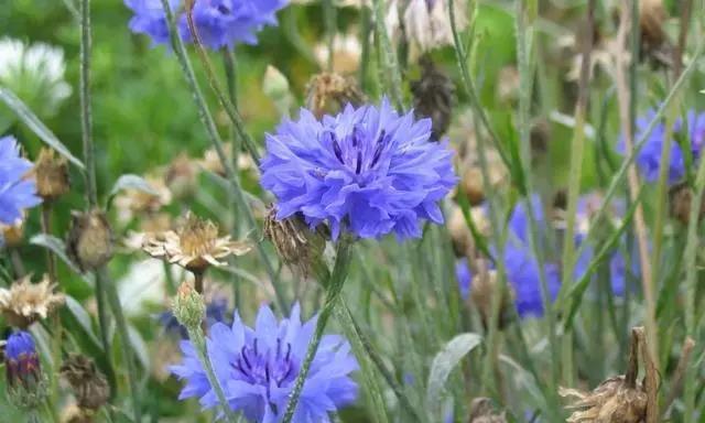 矢车菊花语与寓意（探索矢车菊的花语）
