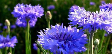 矢车菊花语与寓意（探索矢车菊的花语）